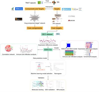 Exploring the potential mechanisms of Tongmai Jiangtang capsules in treating diabetic nephropathy through multi-dimensional data